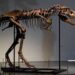 V Ssha Pustili S Molotka Unikalnyj Skelet Rodstvennika Tirannozavra Unique Skeleton Of Tyrannosaurus Rex Relative Auctioned Off In Us - Bbc